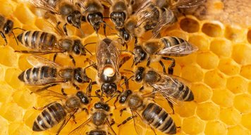Zlínský kraj má vlastní včelín. Život v úlu půjde sledovat online!