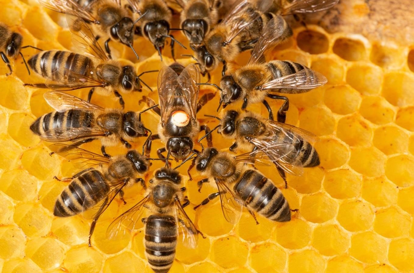 Zlínský kraj má vlastní včelín. Život v úlu půjde sledovat online!