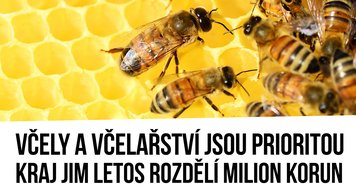 Ančincová: Včely a včelařství jsou prioritou, kraj je letos podpoří milionem korun
